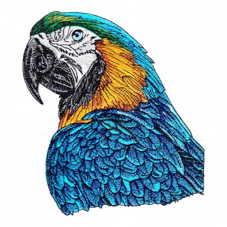 Macaw Drawing 5 Stitchbox Creations